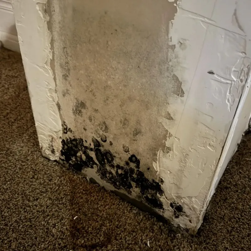 Professional Mold Removal in Idaho Falls, ID